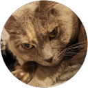 Bill Xia profile picture